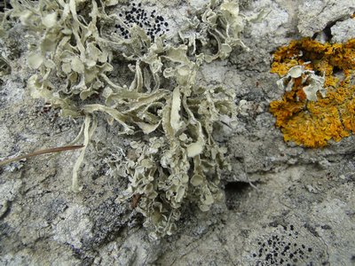 [Ramalina cupularis]